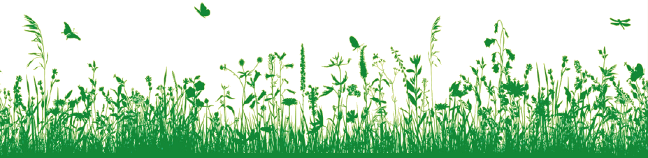 Grüne Wiese